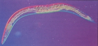 線虫C. elegansのイメージ図