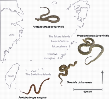 日本南西諸島のハブ属ヘビの分布