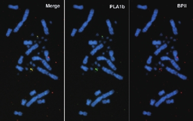 ハブ属ヘビ毒腺PLA2（※2は下付き文字）遺伝子のクラスター領域