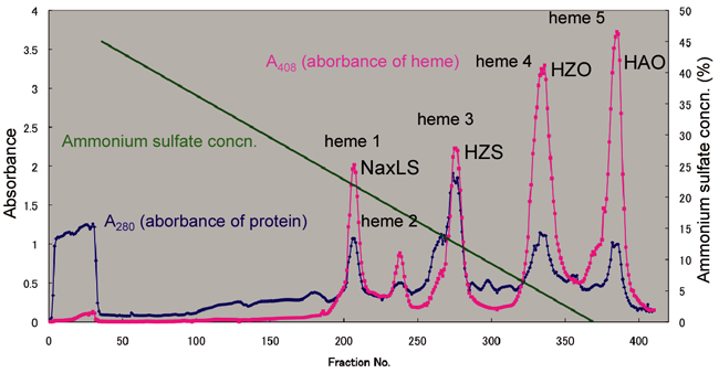 図2. 疎水カラムクロマトグラフィーによるKSU-1株のヘムタンパク質の分離